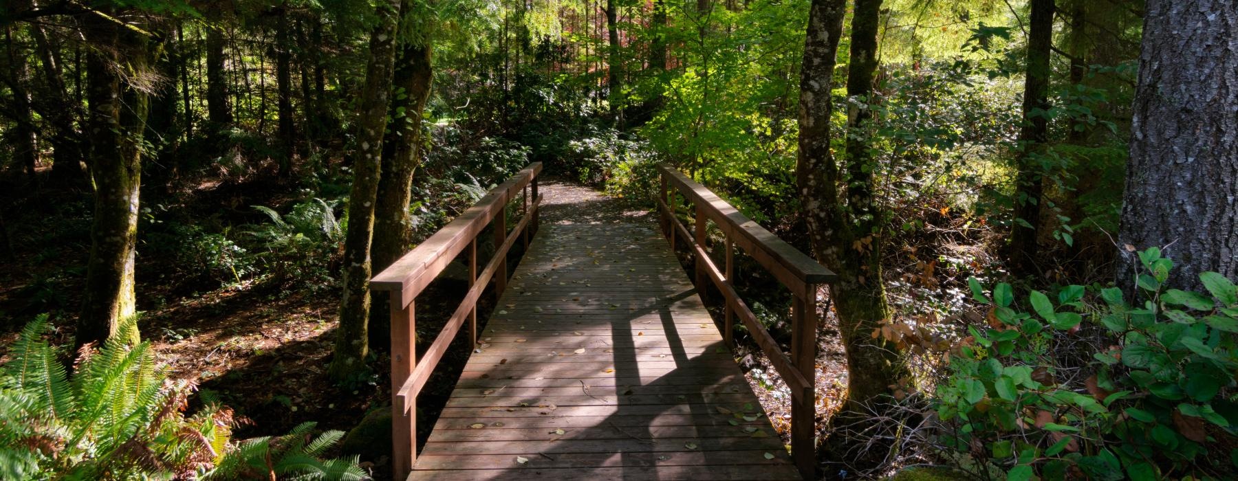 a wooden bridge in the woods